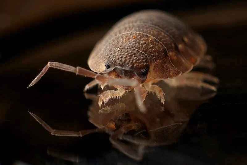 Nannybag - Bed Bugs in Paris: What To Do And Know
