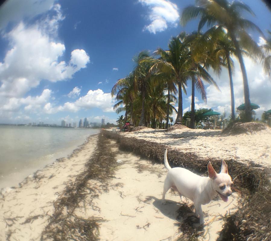 Nannybag - Miami's Best Beaches to Visit Other Than South Beach